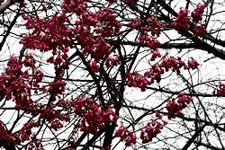 寒緋桜.jpg