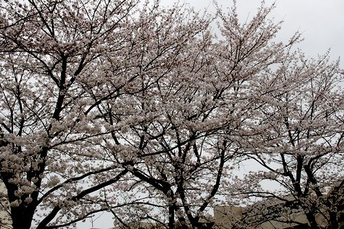 桜-1.jpg