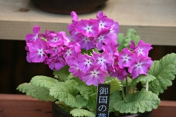 IMG_2265s.jpg