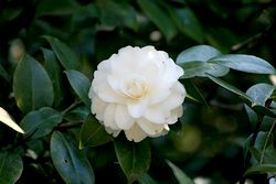 椿 (27).jpg