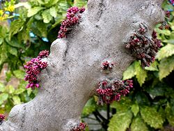 花-3.jpg