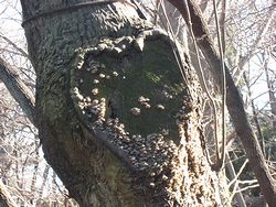 木の傷跡 (6).jpg