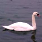 swan