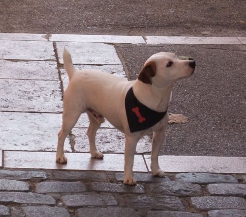 南仏の市場で見かけた犬