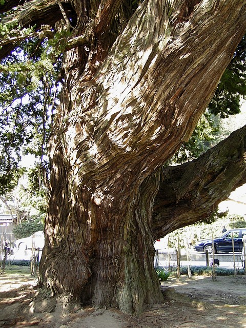 建長寺　柏槇