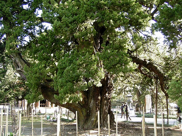 建長寺　柏槇２