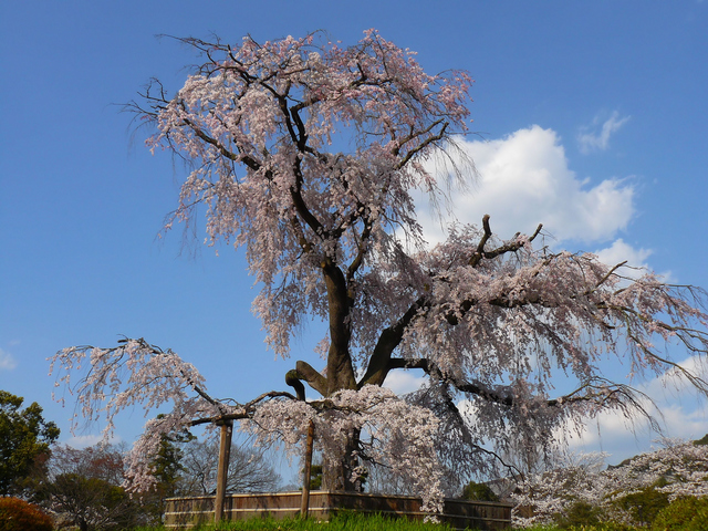 円山公園　枝垂桜２