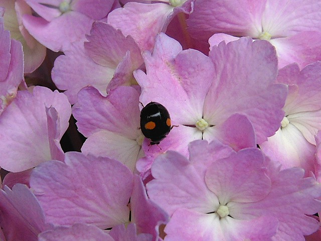 紫陽花と天道虫