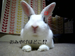 usagi 398.jpg