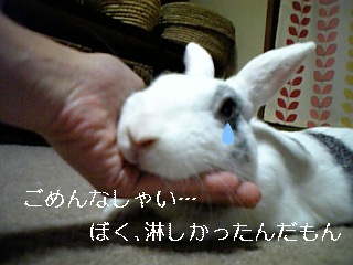 usagi 397.jpg