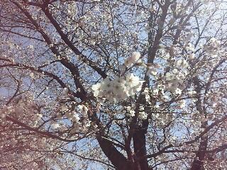桜3