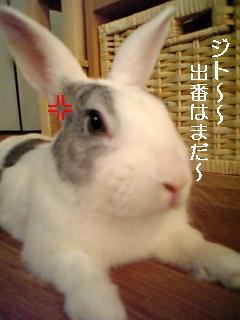 usagi 314.jpg