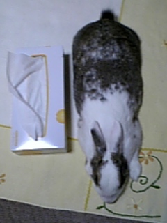 usagi 455.jpg