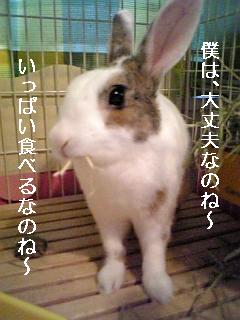 usagi 463.jpg