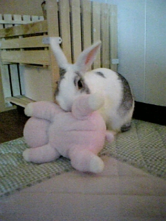 usagi 359.jpg