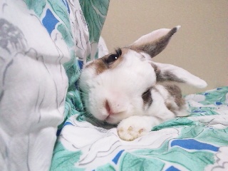 寛ぎ兎