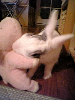 usagi 356.jpg