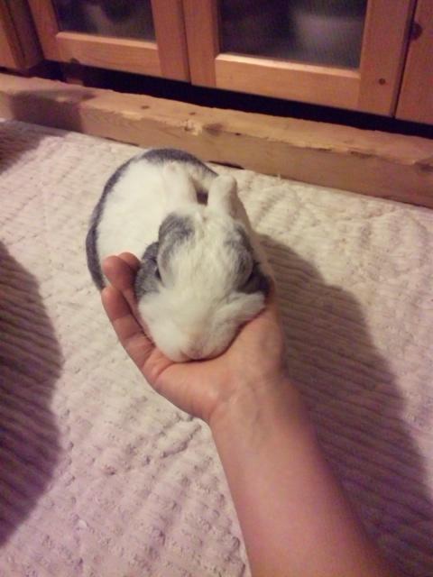 好きにしてください