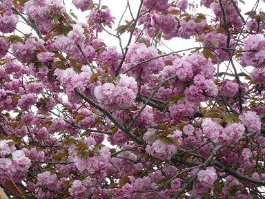 八重桜.JPG