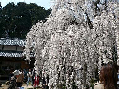 大野寺の枝垂れ桜１.JPG