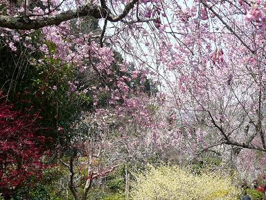 紅しだれ桜２.JPG