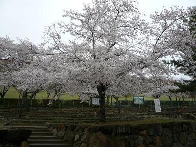 若草山のサクラ.JPG