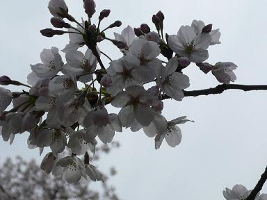 曇り空の桜.JPG