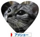 にほんブログ村 猫ブログ アメショーへ