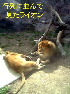 ライオン.JPG