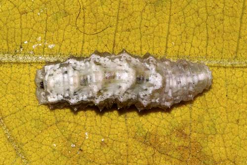 クロヒラタアブの終齢幼虫（上から）