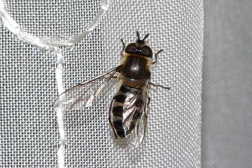 羽化したクロヒラタアブ２