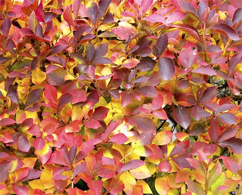 ドウダンツツジの紅葉と黄葉2