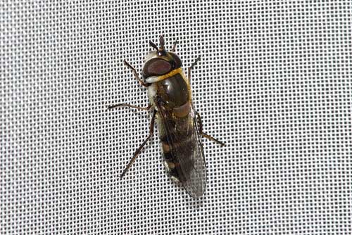 羽化したクロヒラタアブ１