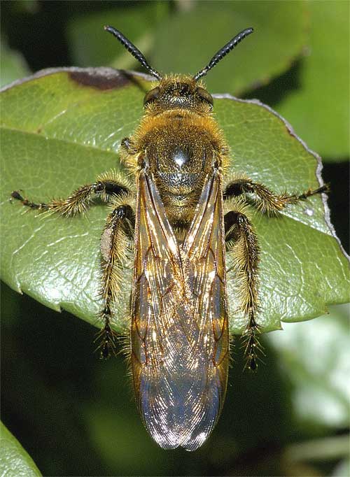キンケハラナガツチバチ（雌）１