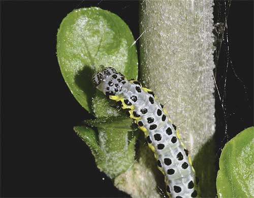 ヨスジノメイガ 終齢幼虫 我が家の庭の生き物たち 都内の小さな庭で 楽天ブログ