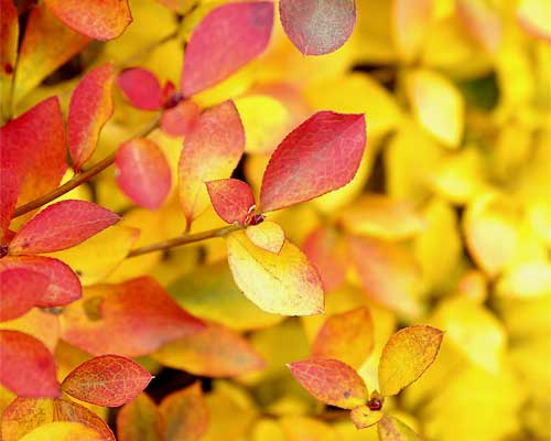ドウダンツツジの紅葉と黄葉3