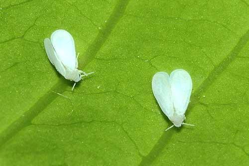 4ページ目の 昆虫 その他 我が家の庭の生き物たち 都内の小さな庭で 楽天ブログ