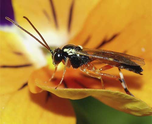 ヒラタアブヤドリヒメバチの１種（Diplazon laetatorius）３