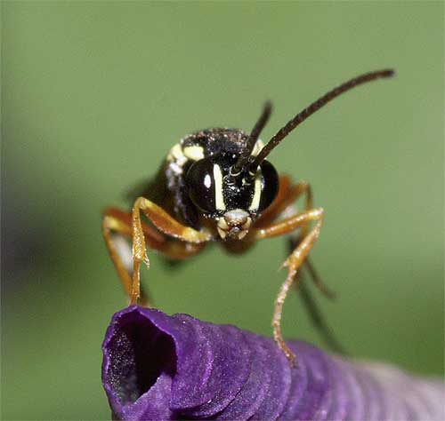 ヒラタアブヤドリヒメバチの１種（Diplazon laetatorius）４