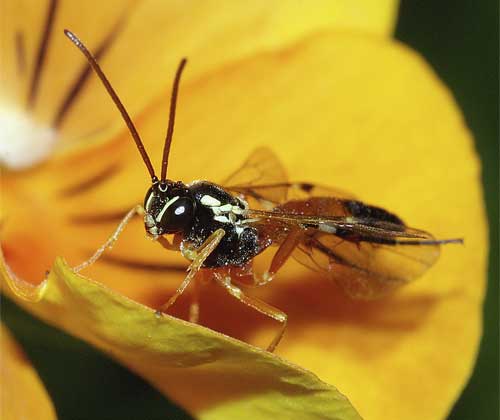 ヒラタアブヤドリヒメバチの１種（Diplazon laetatorius）５