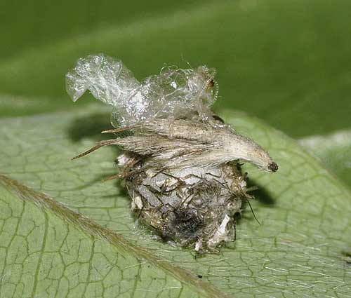 クサカゲロウの繭の上に乗っている蛹の脱け殻