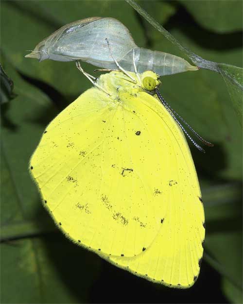 蛹化１１日目に羽化したキチョウ