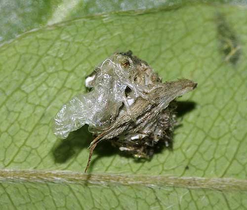 クサカゲロウの繭の上に乗っている蛹の脱け殻