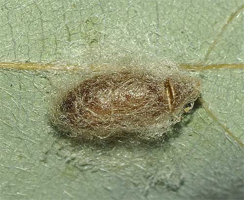 テントウムシに寄生するコマユバチの繭