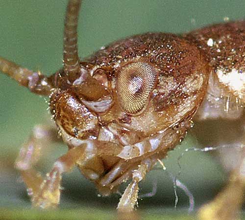 カネタタキの顔