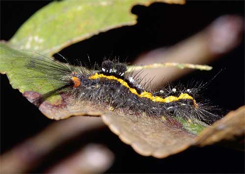 ヒメシロモンドクガの幼虫.横から
