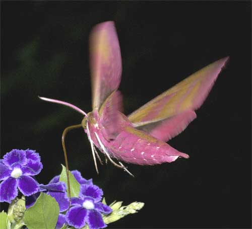 ベニスズメ | 我が家の庭の生き物たち （都内の小さな庭で） - 楽天ブログ