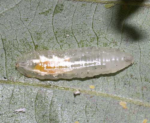 ヒラタアブの終齢幼虫