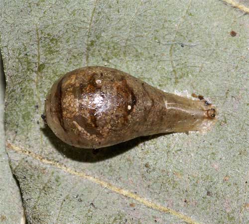 コバチの出て来たヒラタアブの囲蛹殻１