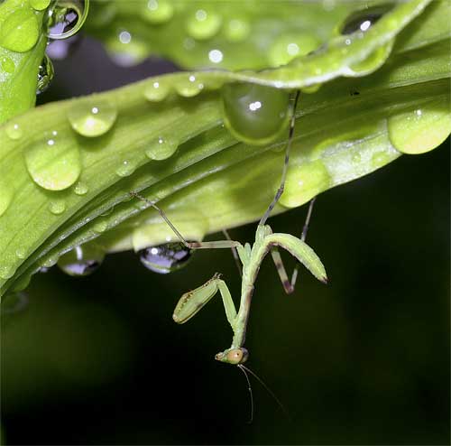 ハラビロカマキリの幼虫（２齢）２